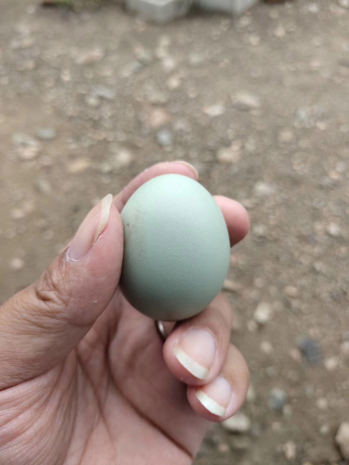 綠殼蛋