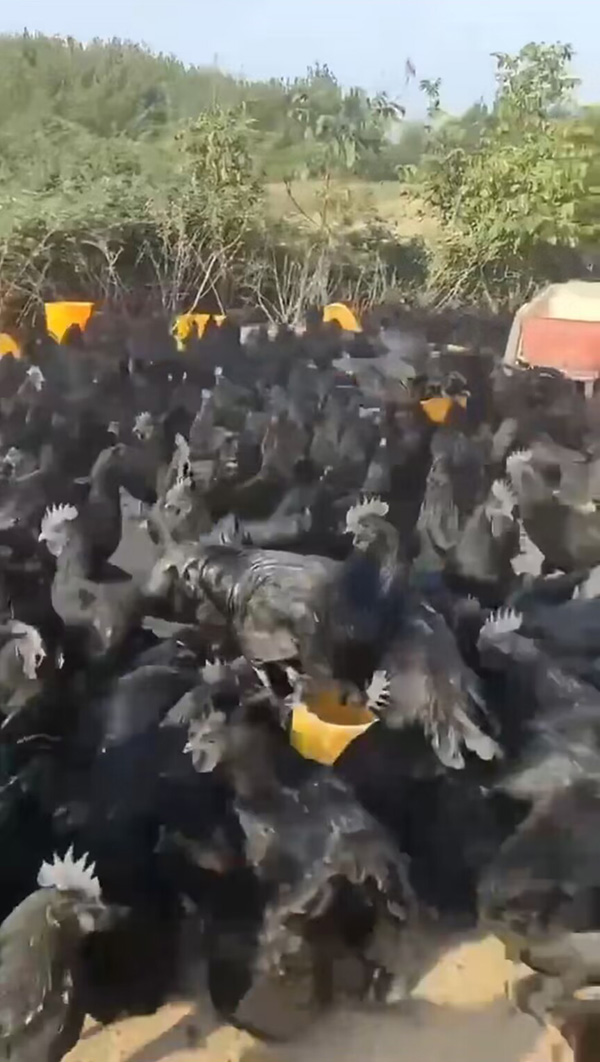 大別山區(qū)五黑雞養(yǎng)殖基地