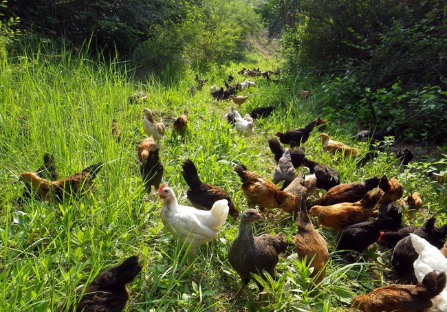 林間散養(yǎng)的金寨土雞