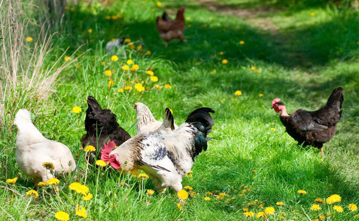 金寨金谷源養(yǎng)殖基地