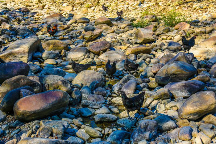 金寨土雞養(yǎng)殖場(chǎng)