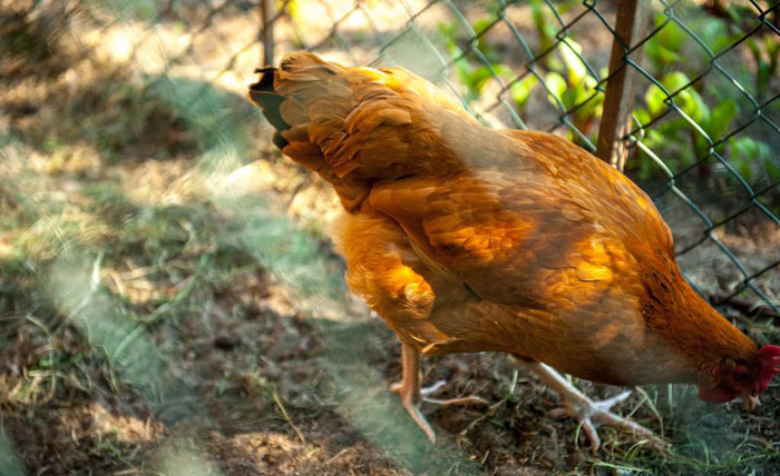 金寨土雞養(yǎng)殖場(chǎng)