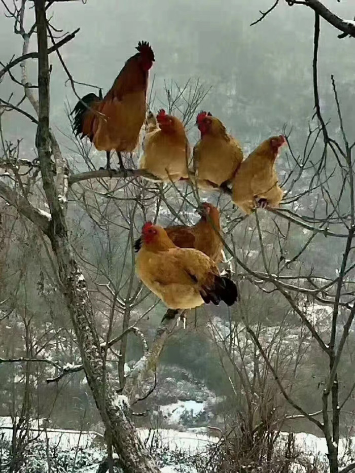 金寨土雞養(yǎng)殖場(chǎng)