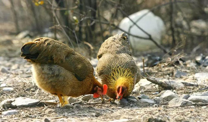金寨農(nóng)村滿(mǎn)2年的老母雞