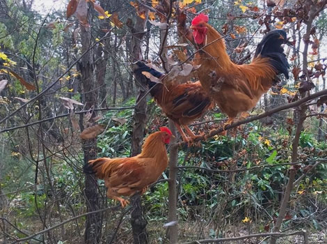 金寨土公雞